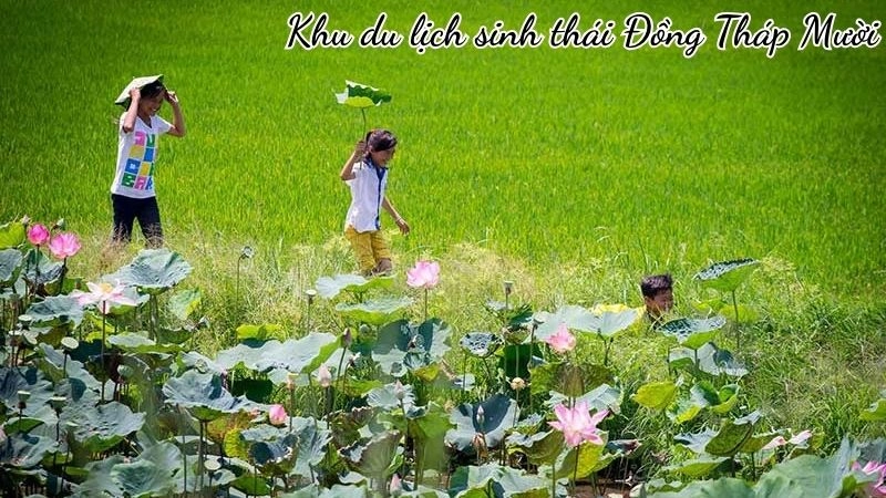 Khu du lịch sinh thái Đồng Tháp Mười vẻ đẹp miền sông nước