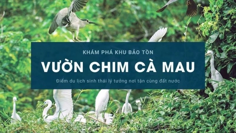 Sân chim Cà Mau - Hệ sinh thái chim độc đáo miền Tây