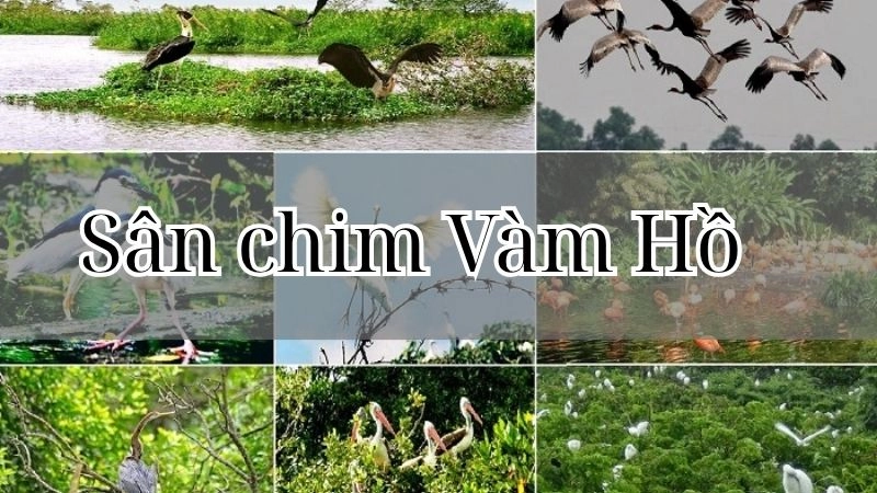 Sân chim Vàm Hồ - Khu bảo tồn thiên nhiên quý hiếm Bến Tre