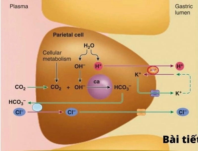 Khám phá vai trò axit trong tiêu hóa