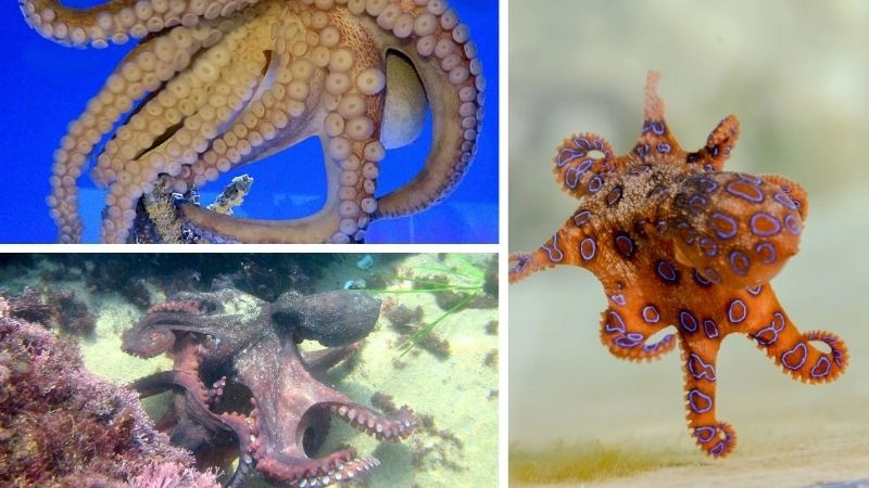 Chân bạch tuộc công cụ đa năng của sinh vật biển