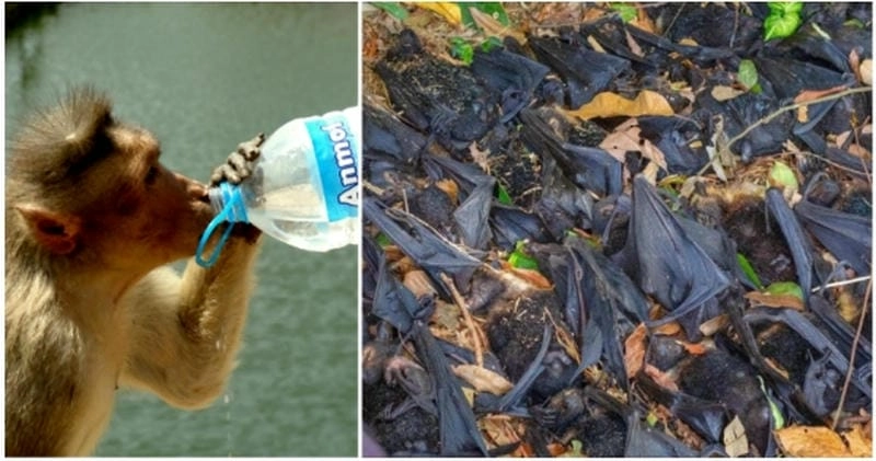 Cảnh báo ảnh hưởng của biến đổi khí hậu đến động vật