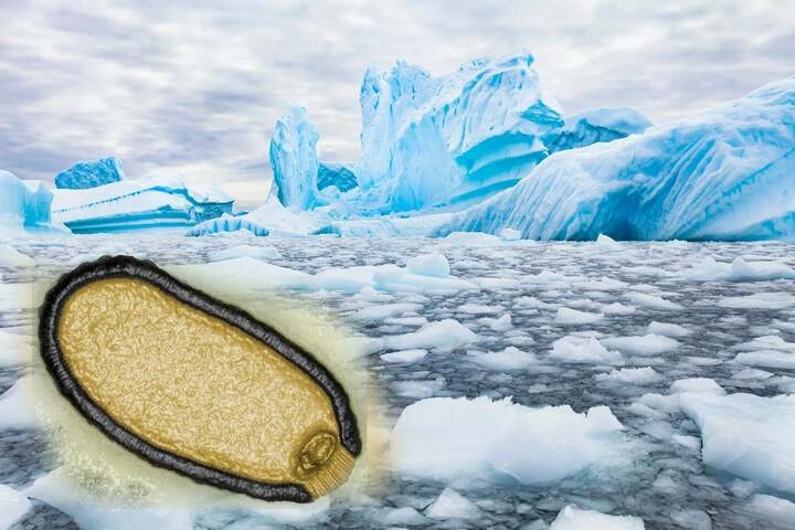 Biến đổi khí hậu tác động đến băng Bắc Cực ra sao ngày càng rõ rệt