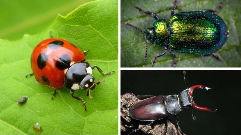 Loài bọ cánh cứng sự phong phú của thiên nhiên