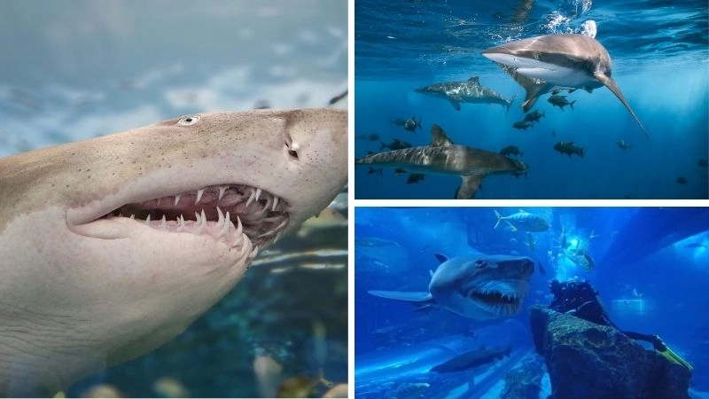 Đặc điểm cá mập làm nên sức mạnh chúa tể đại dương