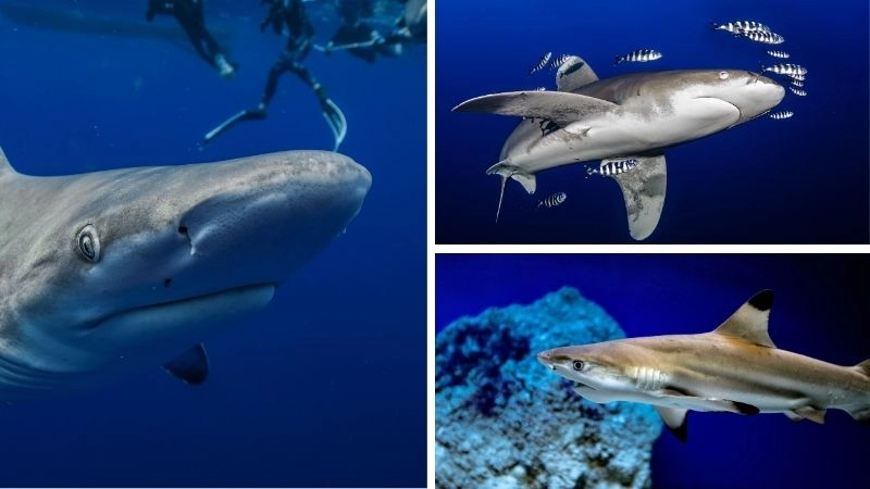 Cá mập trắng kẻ săn mồi đáng sợ của đại dương