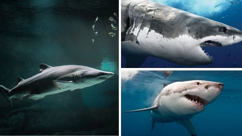 Răng cá mập vũ khí săn mồi sắc bén và độc đáo
