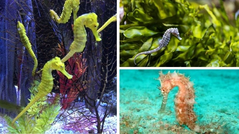 Cá ngựa đực vai trò độc đáo trong sinh sản tự nhiên