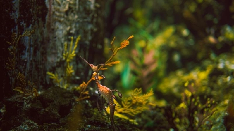 Đặc điểm cá ngựa làm nên sự kỳ diệu của đại dương