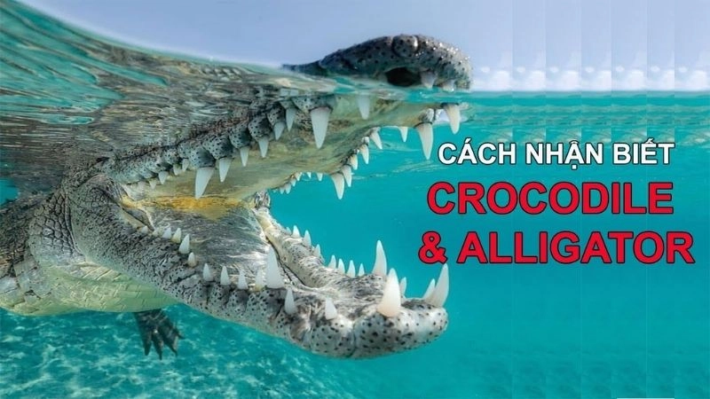 Đặc điểm cá sấu thể hiện sức mạnh và thích nghi