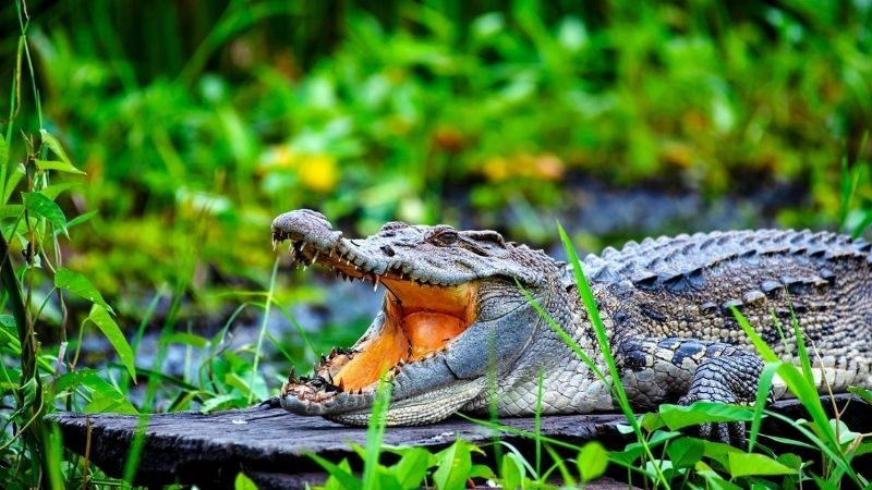 Cá sấu nước ngọt sát thủ lặng lẽ của sông hồ