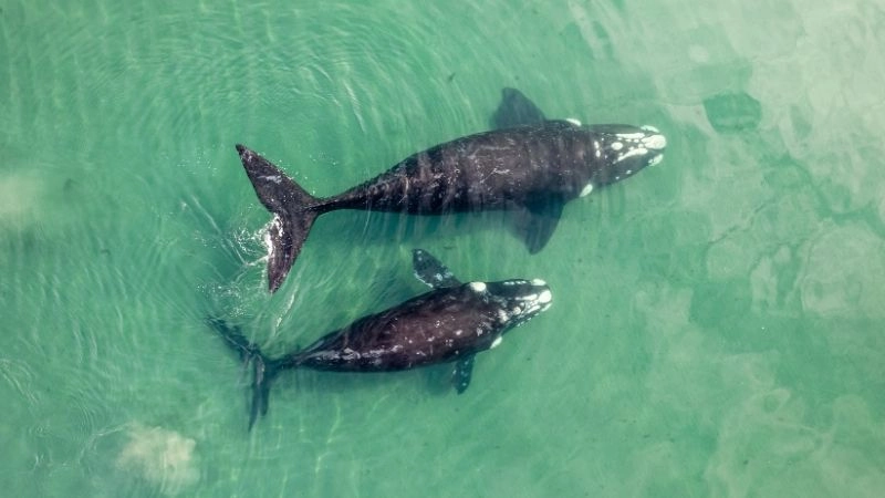 Hành vi cá voi thể hiện trí thông minh xã hội