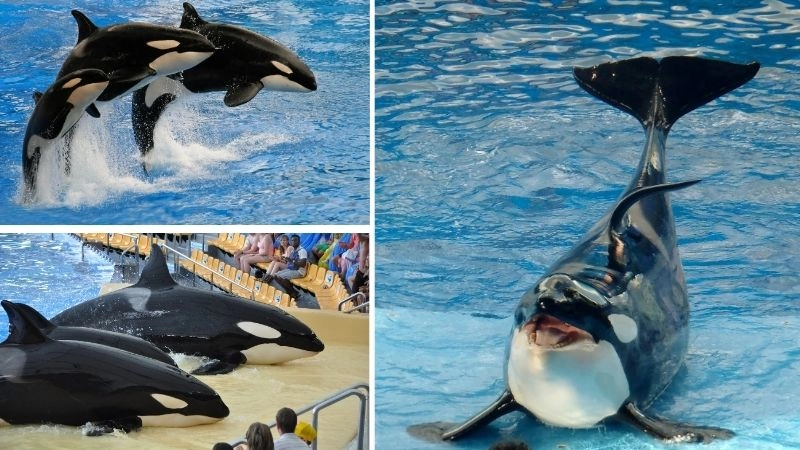 Cá voi sát thủ chúa tể săn mồi của đại dương