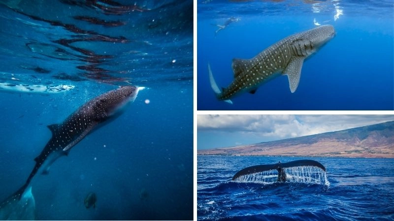 Cá voi xanh kỳ quan đại dương với kích thước khổng lồ