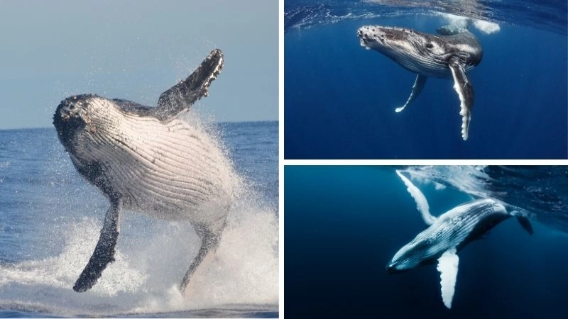 Động vật lớn nhất hành tinh cá voi xanh và sức mạnh
