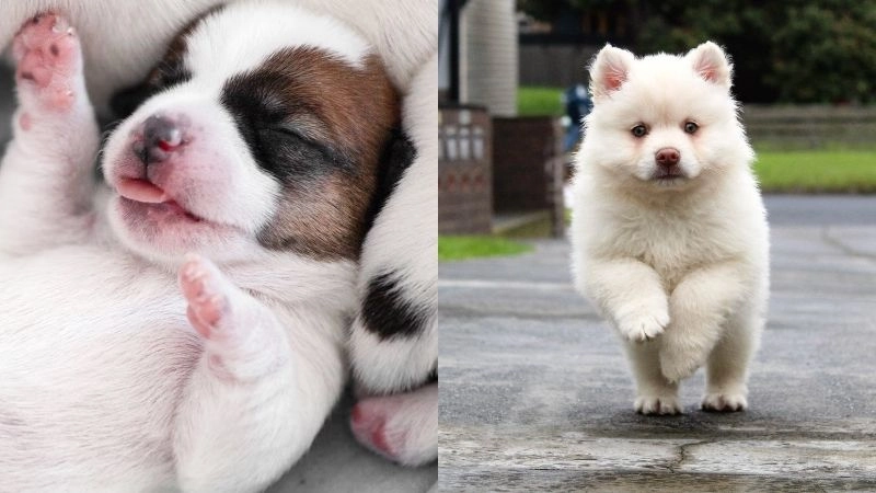 Chăm sóc chó con để phát triển toàn diện và hạnh phúc