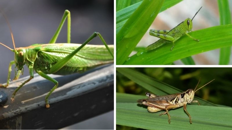 Hệ sinh thái nền tảng cho sự sống Trái Đất