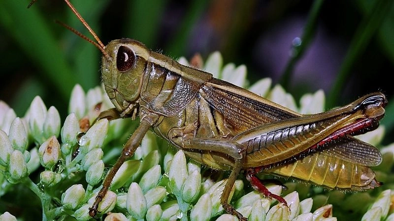 Châu chấu côn trùng năng động của đồng cỏ