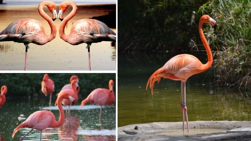 Thức ăn chim hồng hạc yếu tố tạo nên sức sống