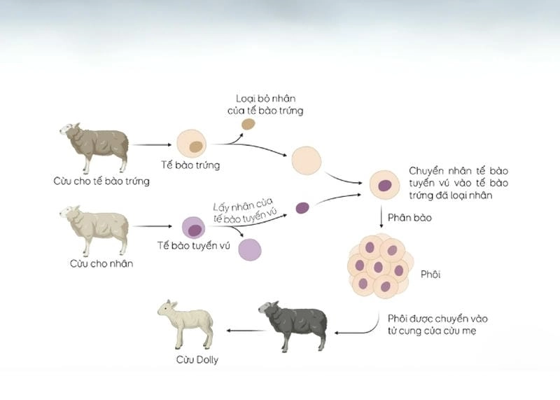 Khám phá quy trình nhân bản vô tính từng bước
