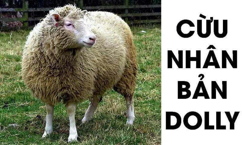 Giải mã cloning động vật là gì dễ hiểu