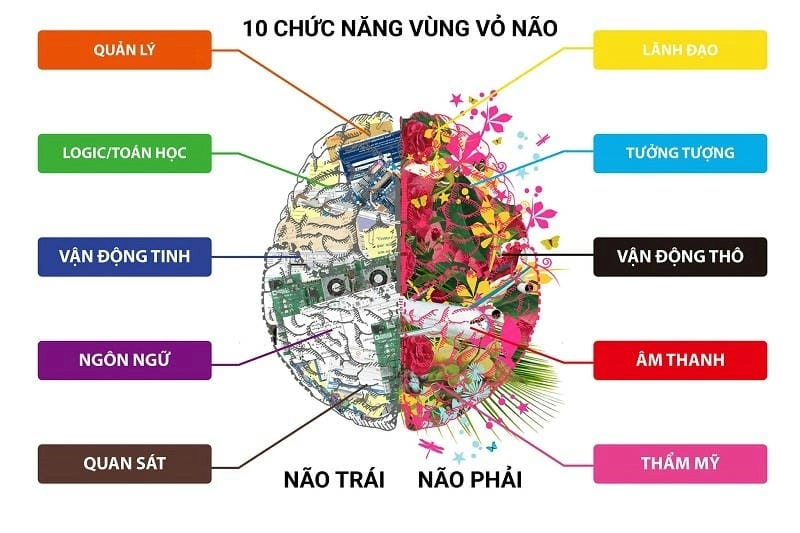 Giải thích não bộ và các chức năng tư duy cao cấp