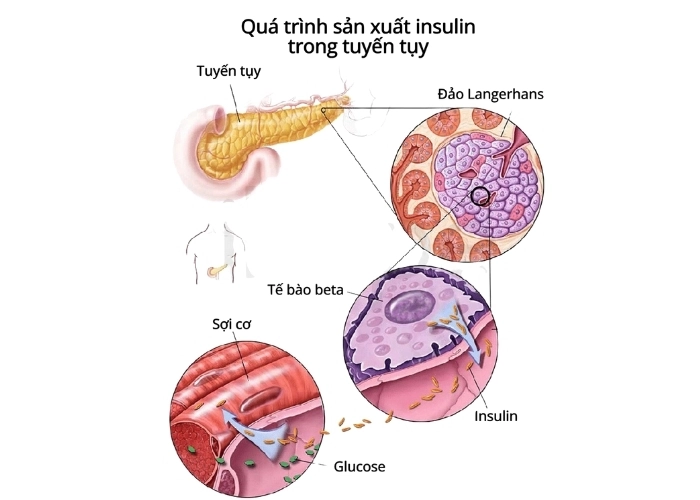 Khám phá tuyến tụy và vai trò sản xuất insulin
