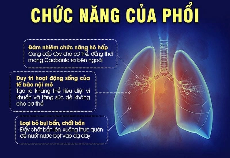 Khám phá cấu tạo và chức năng của phổi trong hô hấp