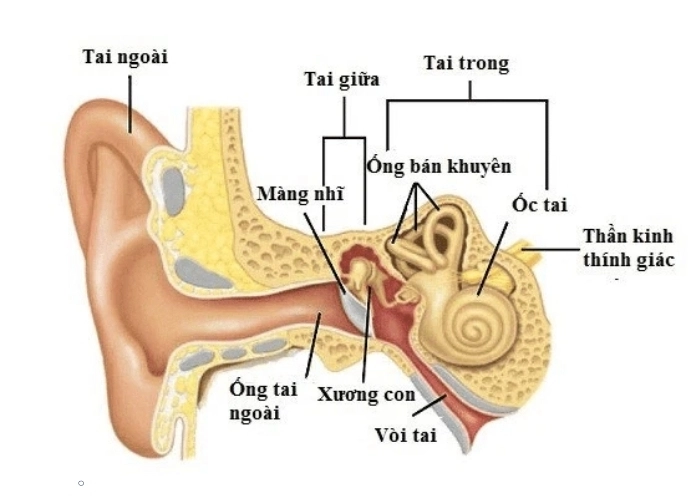 Tai trong và vai trò cốt lõi trong giữ thăng bằng luôn rất quan trọng