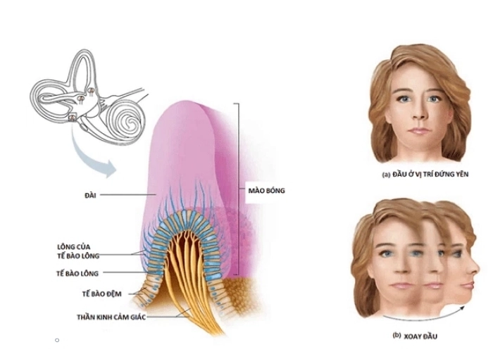 Khám phá hệ thống giữ thăng bằng của cơ thể giúp ổn định chuyển động