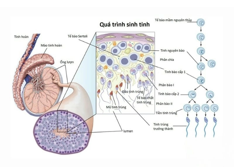 Tìm hiểu tinh hoàn hoạt động ra sao để tạo tinh trùng