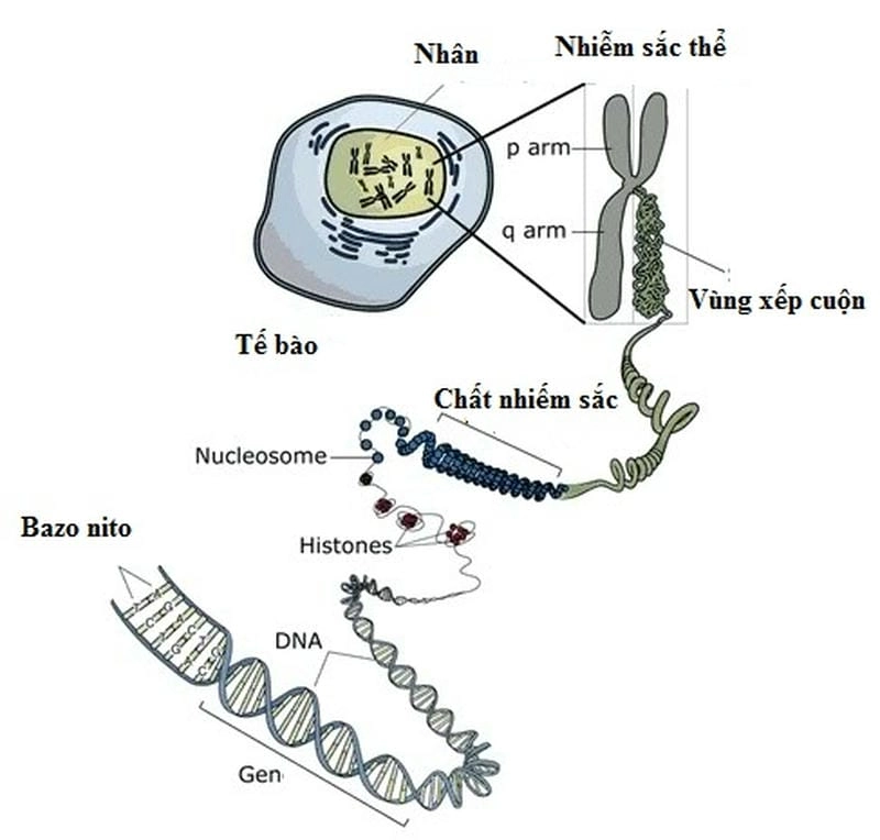 Hiểu rõ sự phân chia NST và ổn định bộ gen người