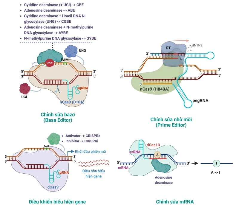 Hiểu rõ nguyên lý hoạt động và vai trò của CRISPR