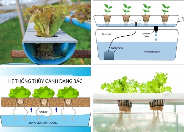 Trải nghiệm các mô hình thủy canh phổ biến hiện nay hấp dẫn
