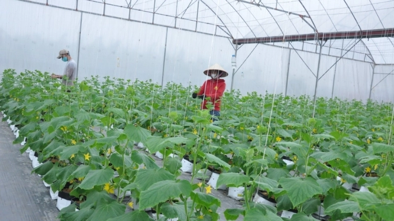 Lợi ích của công nghệ sản xuất theo chuỗi đối với doanh nghiệp