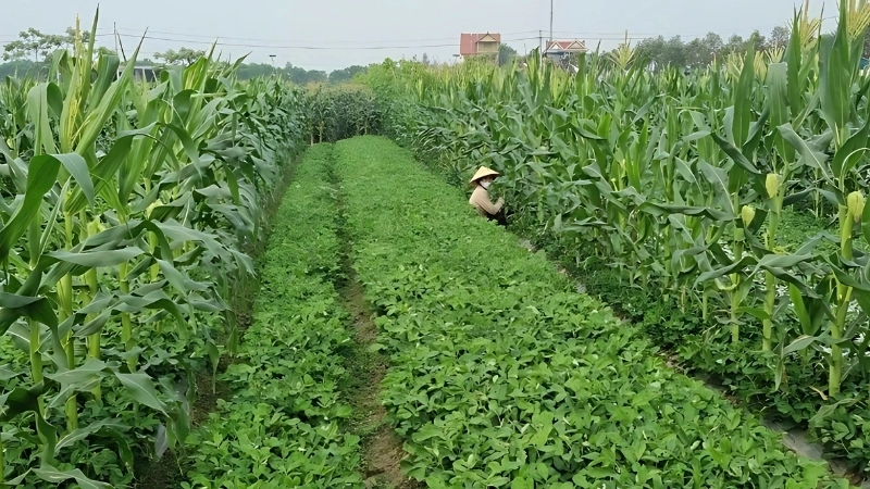 Ứng dụng và xu hướng phát triển của công nghệ sản xuất theo chuỗi