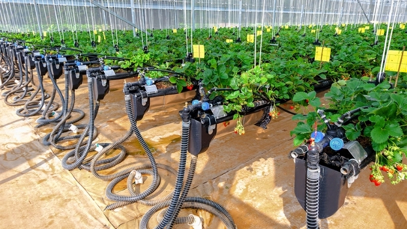 Công nghệ số trong nông nghiệp là gì