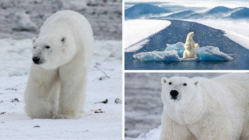 Biến đổi khí hậu và tác động toàn cầu