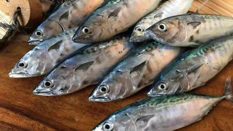 Bơi nhanh nhất và khả năng săn mồi