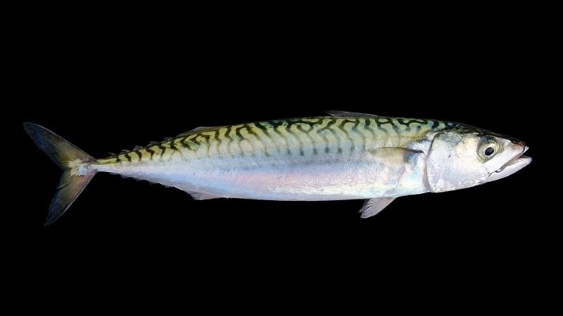 Tốc độ cá và đa dạng sinh học