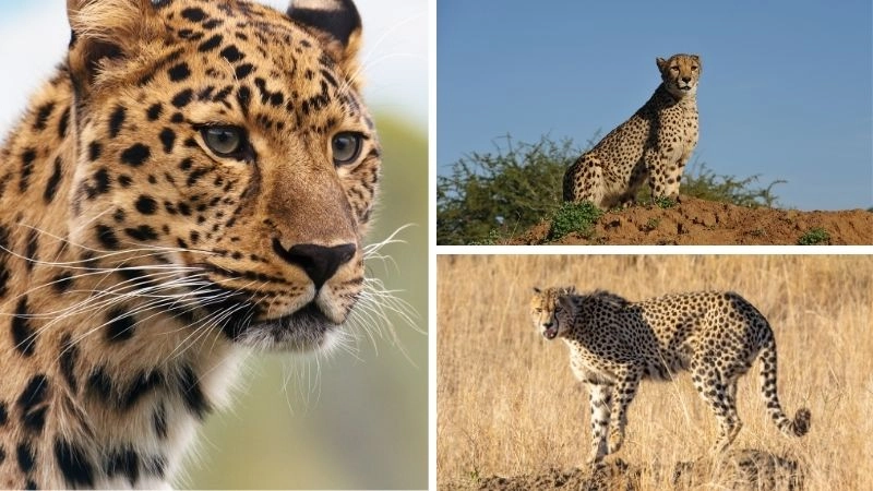 Báo săn thợ săn thần tốc của đồng cỏ