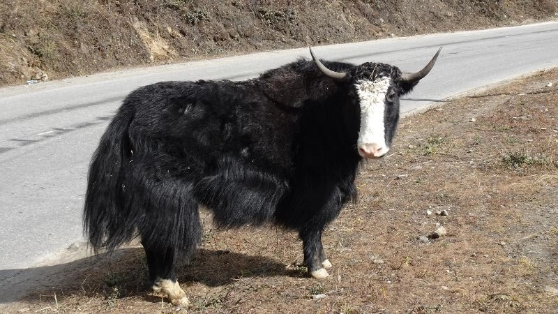 Lông dài nhất và khả năng thích nghi