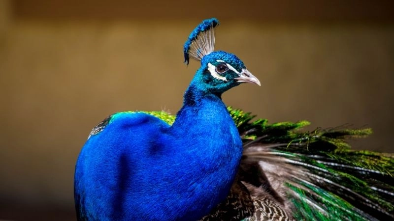 Đặc điểm động vật thích nghi của chim công