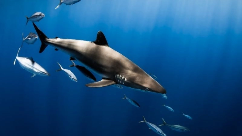 Răng sắc nhất vũ khí săn mồi của cá mập