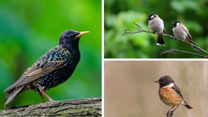 Chim xương rỗng thích nghi bầu trời tự do