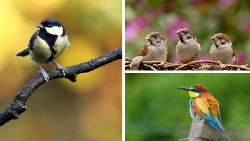 Đặc điểm động vật sự đa dạng của tự nhiên