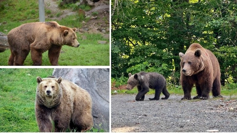 Động vật ăn tạp và vai trò sinh thái