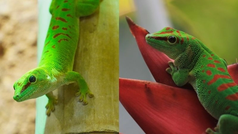 Lưỡi dài nhất kỳ tích săn mồi tự nhiên