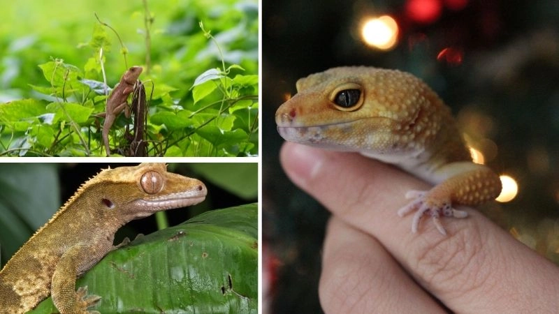 Tắc kè bậc thầy săn mồi và ngụy trang