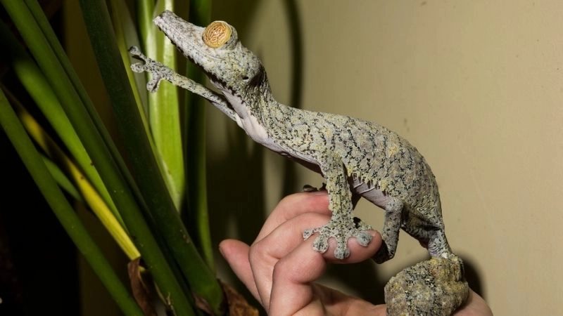 Đặc điểm động vật sự đa dạng của tự nhiên